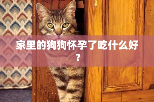 家里的狗狗懷孕了吃什么好？