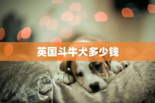 英國斗牛犬多少錢