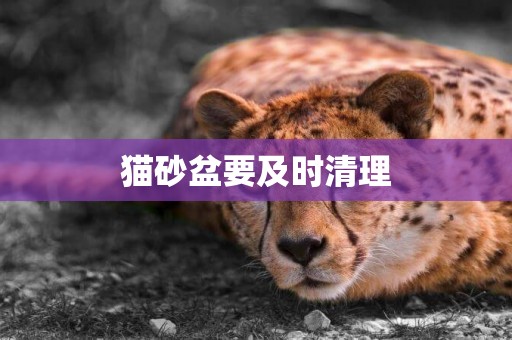 貓砂盆要及時清理