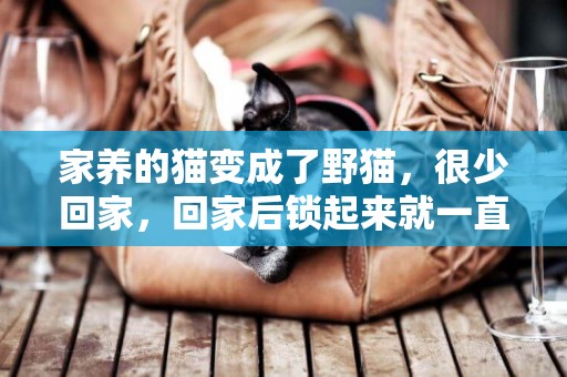家養的貓變成了野貓，很少回家，回家后鎖起來就一直叫，我該怎么