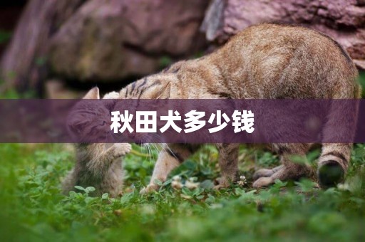 秋田犬多少錢