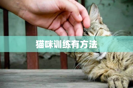 貓咪訓練有方法