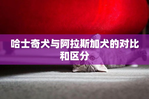 哈士奇犬與阿拉斯加犬的對比和區分