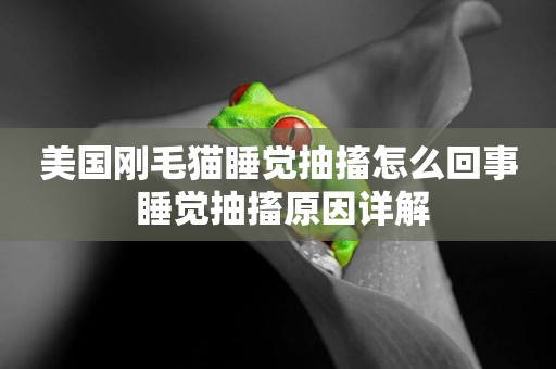 美國剛毛貓睡覺抽搐怎么回事 睡覺抽搐原因詳解