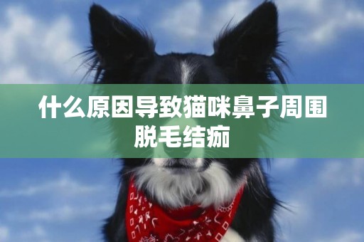 什么原因導致貓咪鼻子周圍脫毛結痂