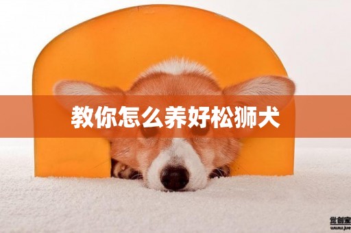 教你怎么養好松獅犬