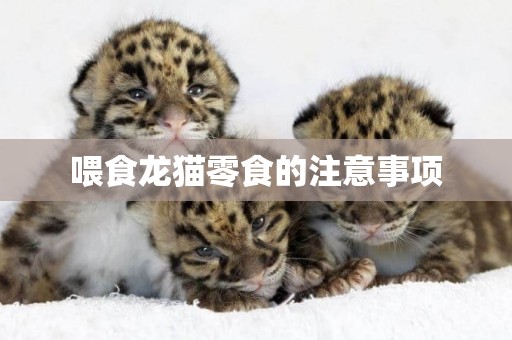 喂食龍貓零食的注意事項