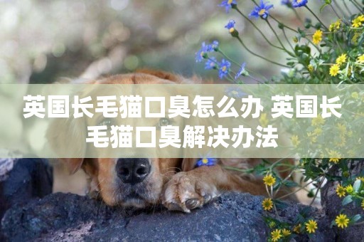 英國長毛貓口臭怎么辦 英國長毛貓口臭解決辦法