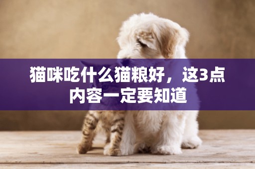貓咪吃什么貓糧好，這3點內容一定要知道