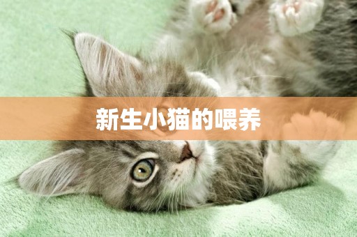 新生小貓的喂養