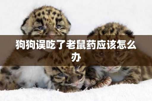 狗狗誤吃了老鼠藥應該怎么辦