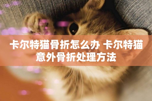 卡爾特貓骨折怎么辦 卡爾特貓意外骨折處理方法