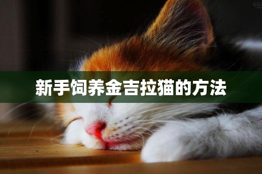 新手飼養金吉拉貓的方法