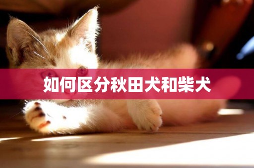 如何區分秋田犬和柴犬
