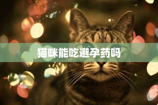 貓咪能吃避孕藥嗎