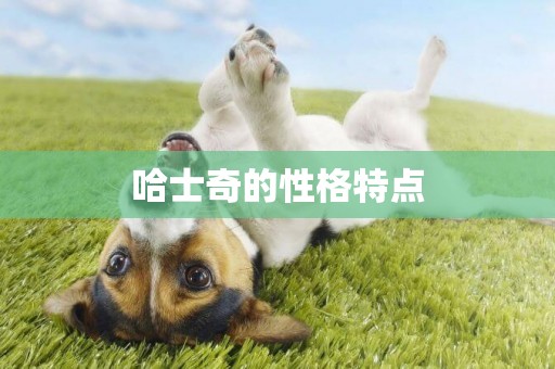 哈士奇的性格特點