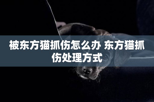 被東方貓抓傷怎么辦 東方貓抓傷處理方式