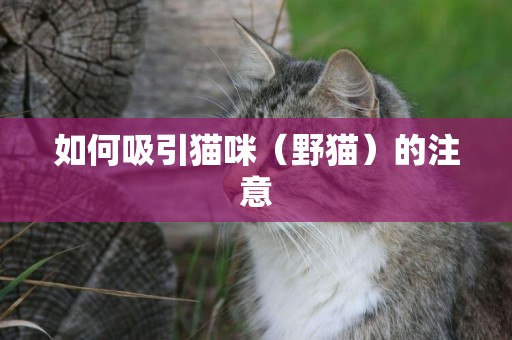 如何吸引貓咪（野貓）的注意