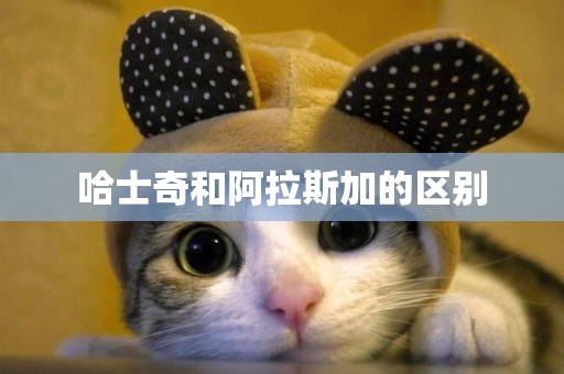 哈士奇和阿拉斯加的區別