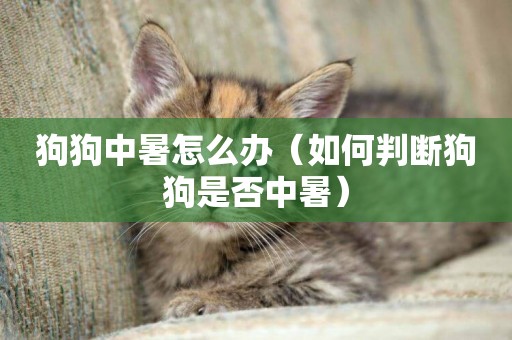 狗狗中暑怎么辦（如何判斷狗狗是否中暑）