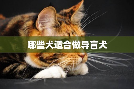 哪些犬適合做導盲犬