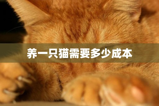 養一只貓需要多少成本