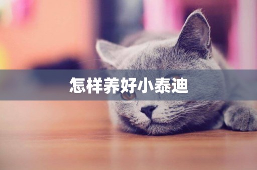 怎樣養好小泰迪