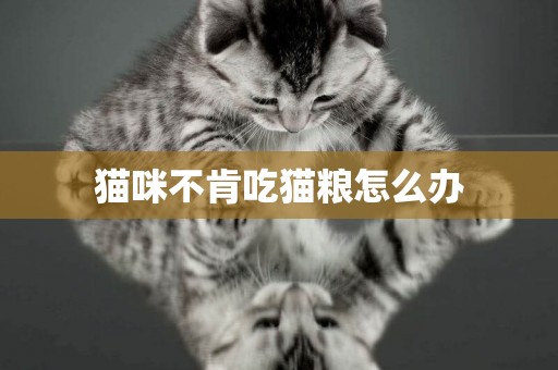 貓咪不肯吃貓糧怎么辦