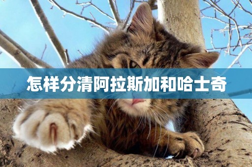 怎樣分清阿拉斯加和哈士奇