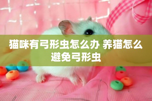 貓咪有弓形蟲怎么辦 養貓怎么避免弓形蟲