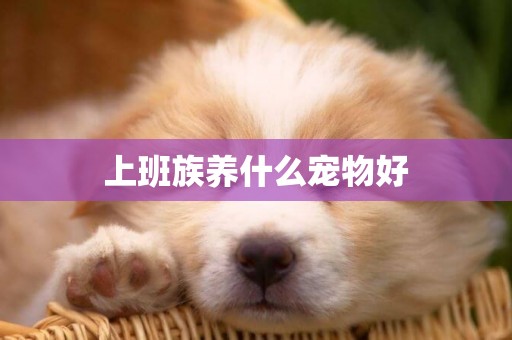 上班族養什么寵物好