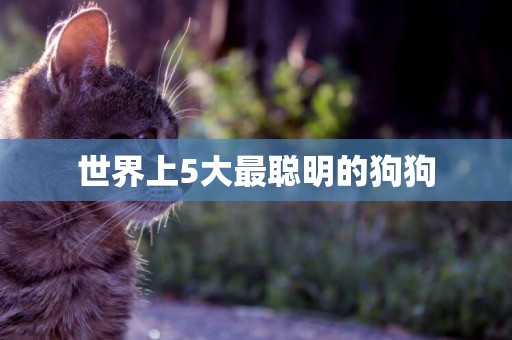 世界上5大最聰明的狗狗