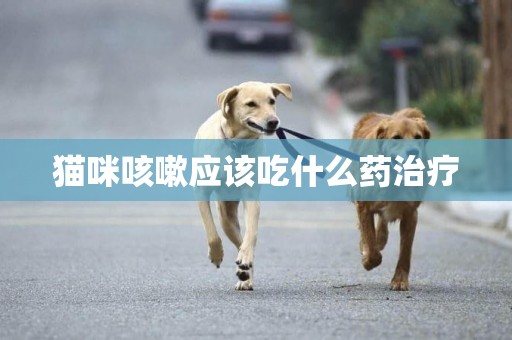 貓咪咳嗽應該吃什么藥治療