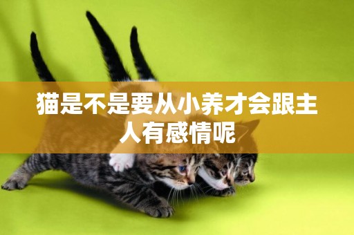 貓是不是要從小養才會跟主人有感情呢
