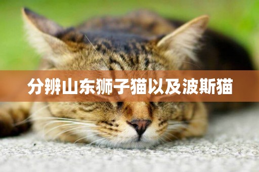 分辨山東獅子貓以及波斯貓