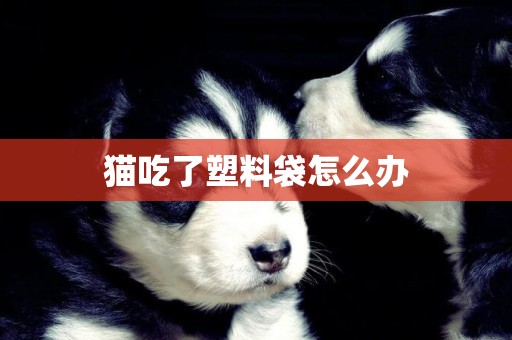 貓吃了塑料袋怎么辦