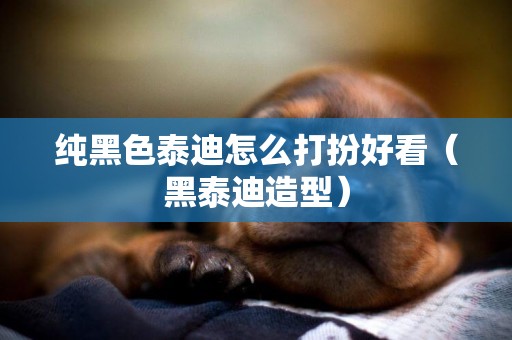 純黑色泰迪怎么打扮好看（黑泰迪造型）