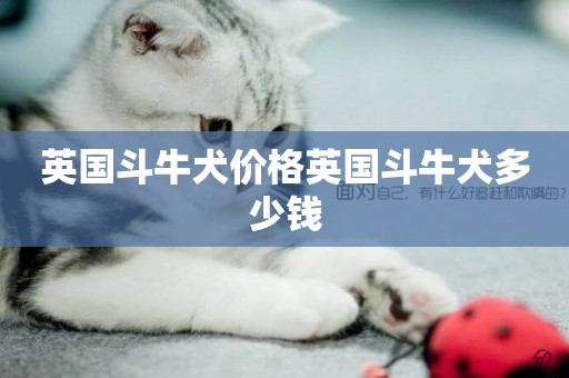 英國斗牛犬價格英國斗牛犬多少錢