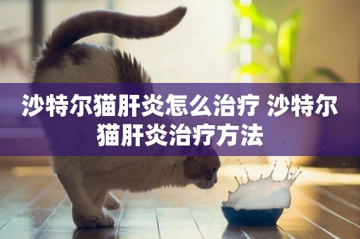 沙特爾貓肝炎怎么治療 沙特爾貓肝炎治療方法