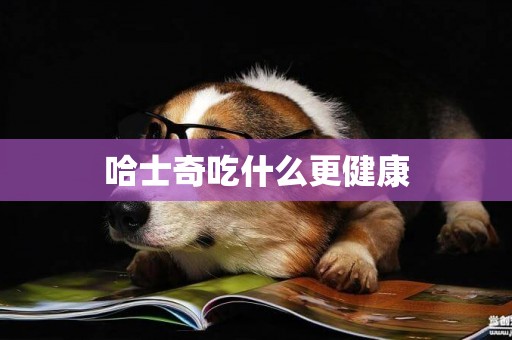 哈士奇吃什么更健康
