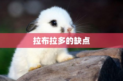 拉布拉多的缺點