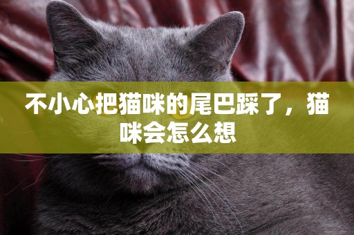 不小心把貓咪的尾巴踩了，貓咪會怎么想