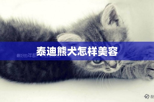 泰迪熊犬怎樣美容