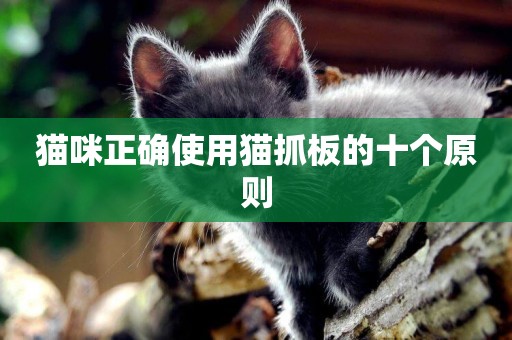 貓咪正確使用貓抓板的十個原則