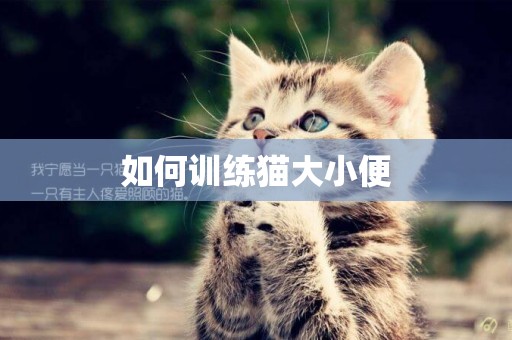 如何訓練貓大小便