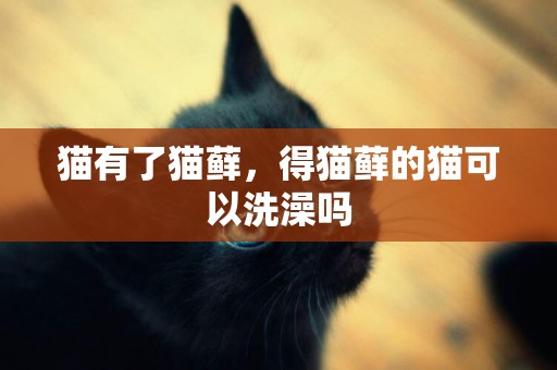 貓有了貓蘚，得貓蘚的貓可以洗澡嗎