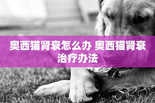 奧西貓腎衰怎么辦 奧西貓腎衰治療辦法