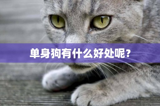 單身狗有什么好處呢？