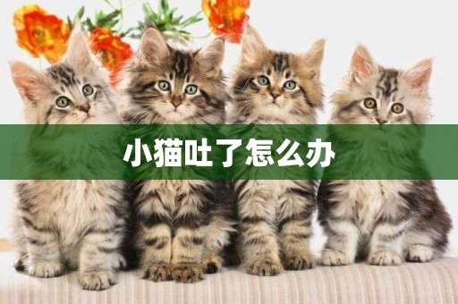 小貓吐了怎么辦