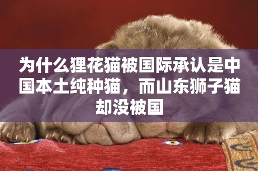 為什么貍花貓被國際承認是中國本土純種貓，而山東獅子貓卻沒被國